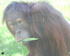 Orangutan