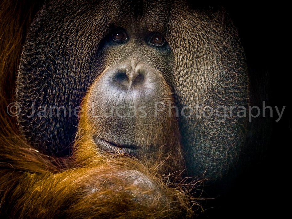 Orangutan