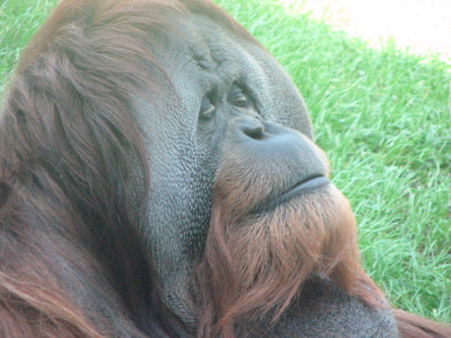 Orangutan