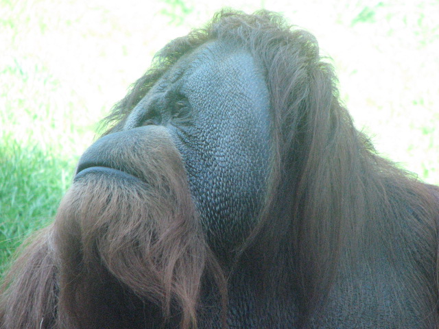 Orangutan