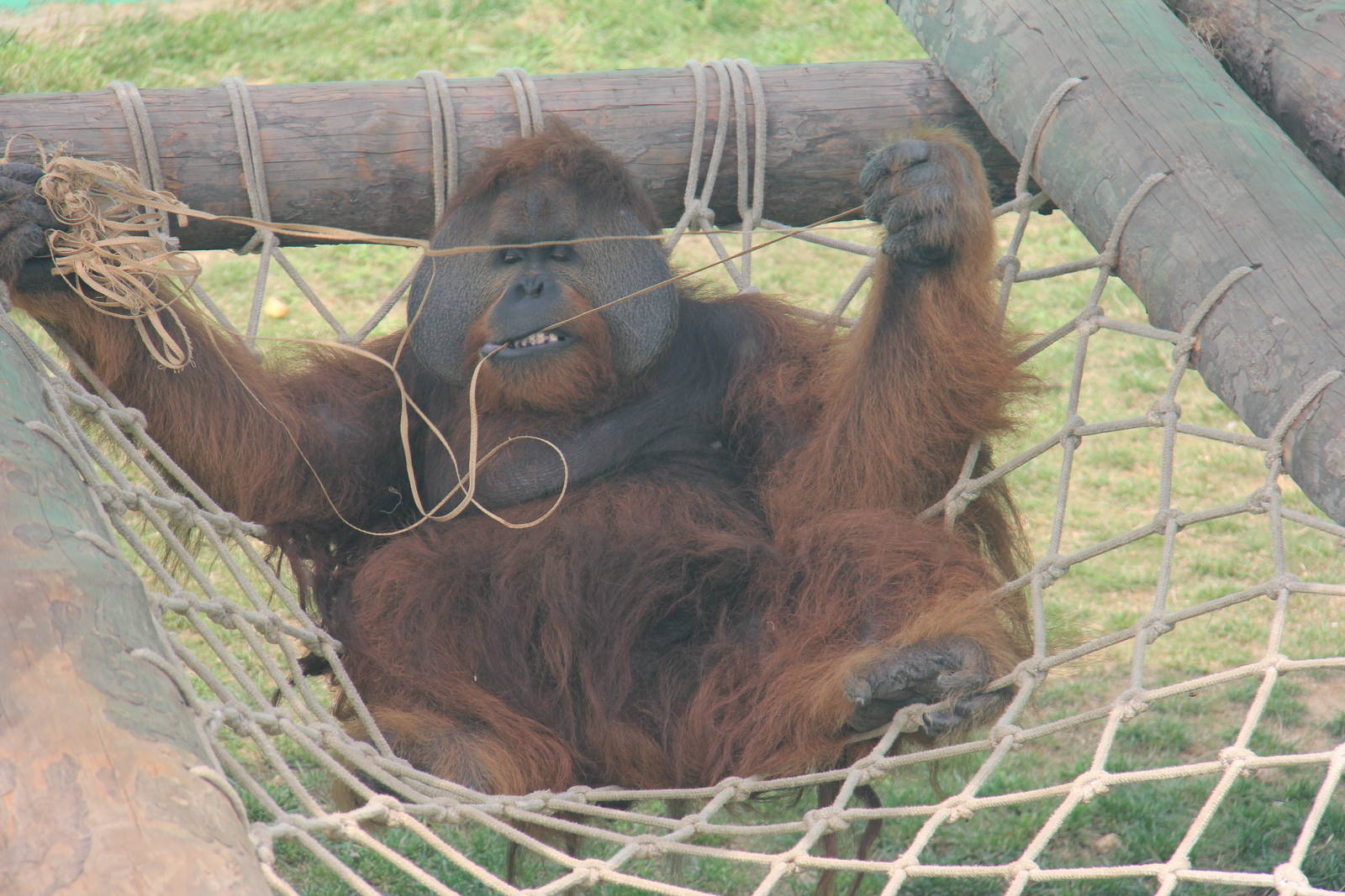Orangutan