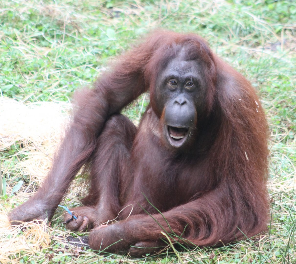 Orangutan