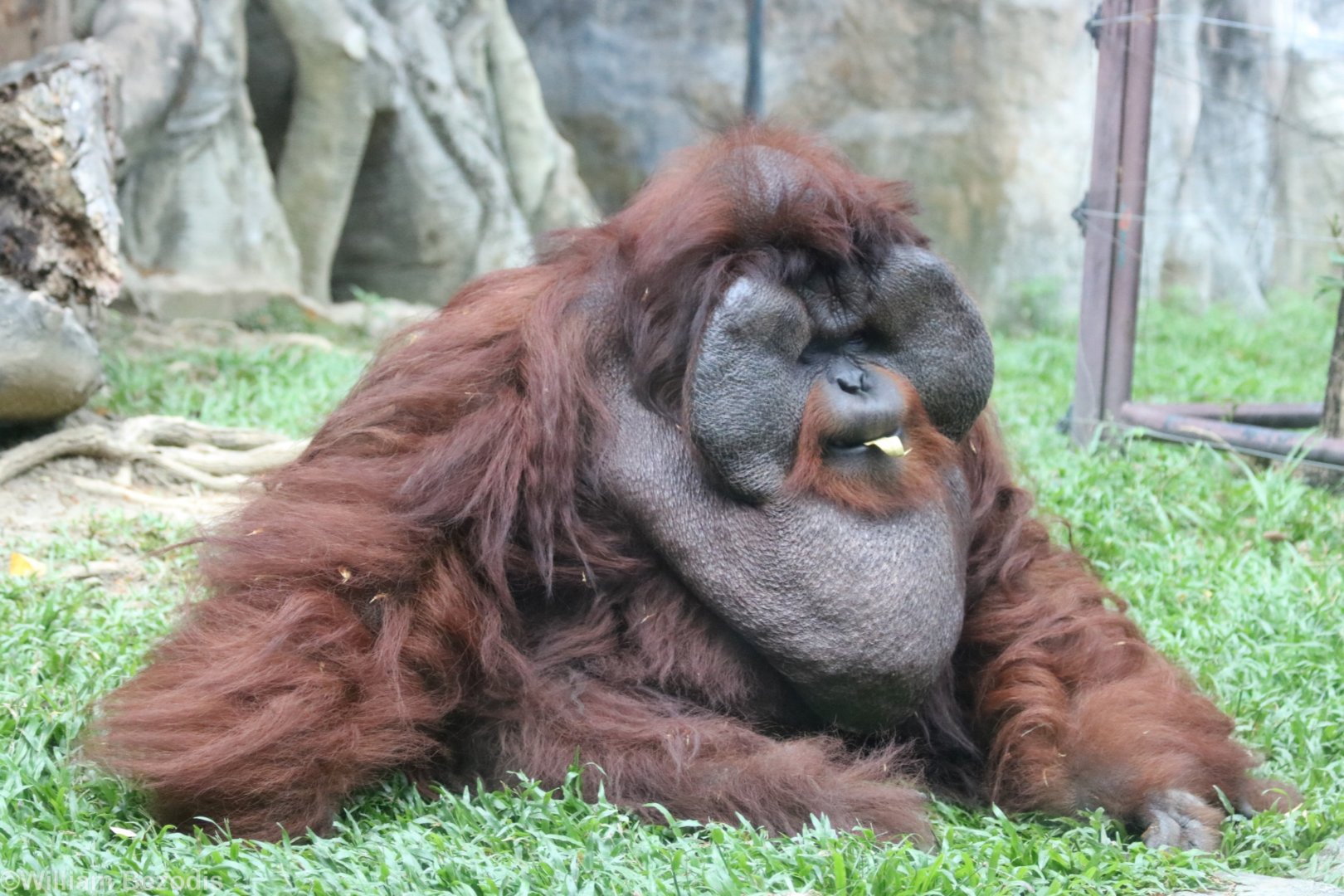 Orangutan