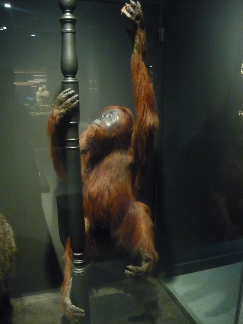 Orangutan