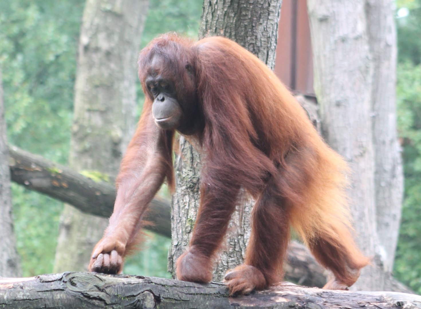 Orangutan