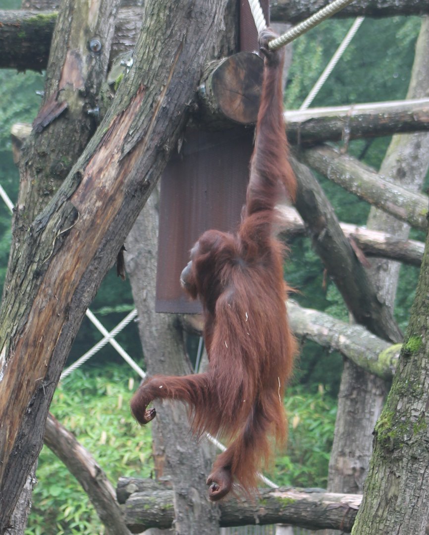 Orangutan