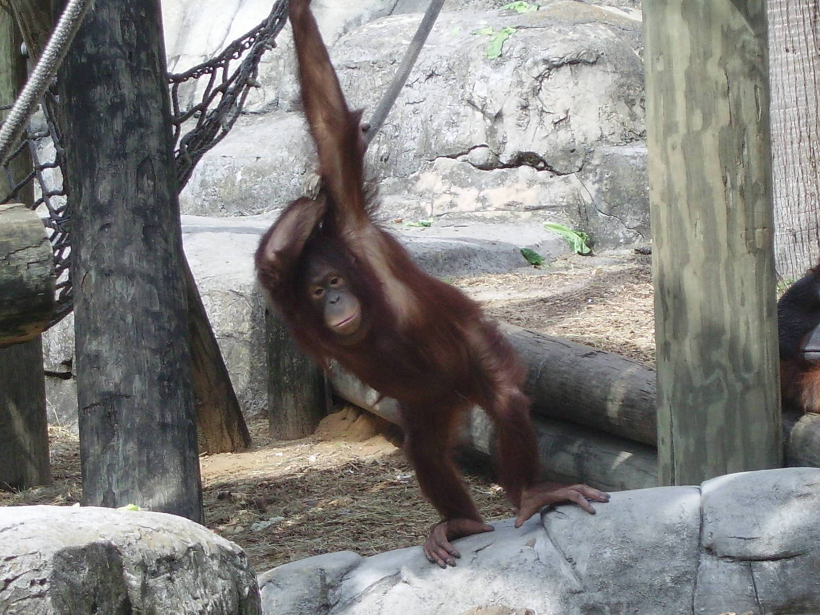 Orangutan