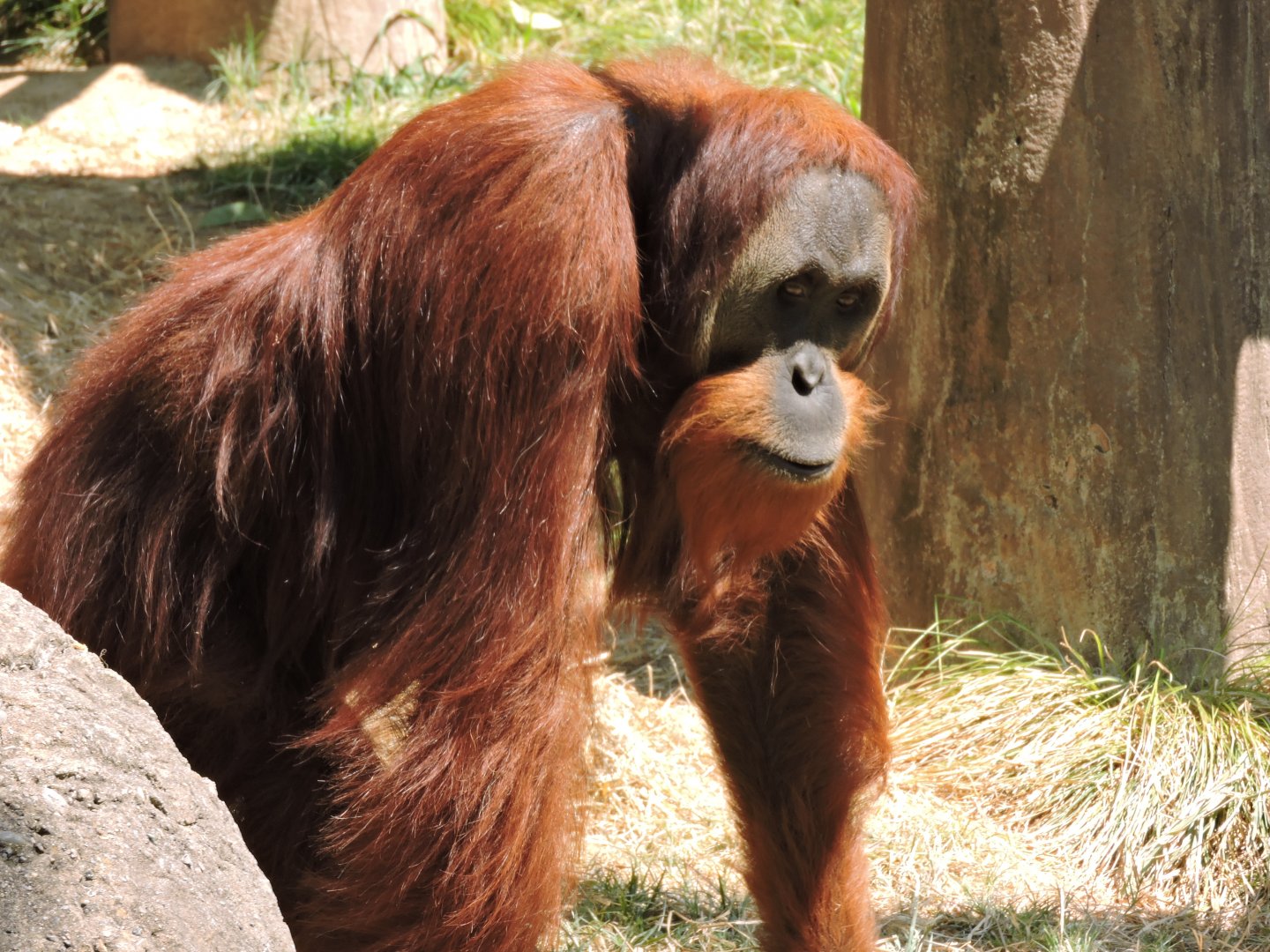 Orangutan