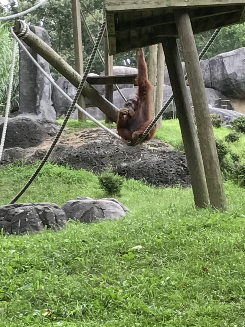 Orangutan