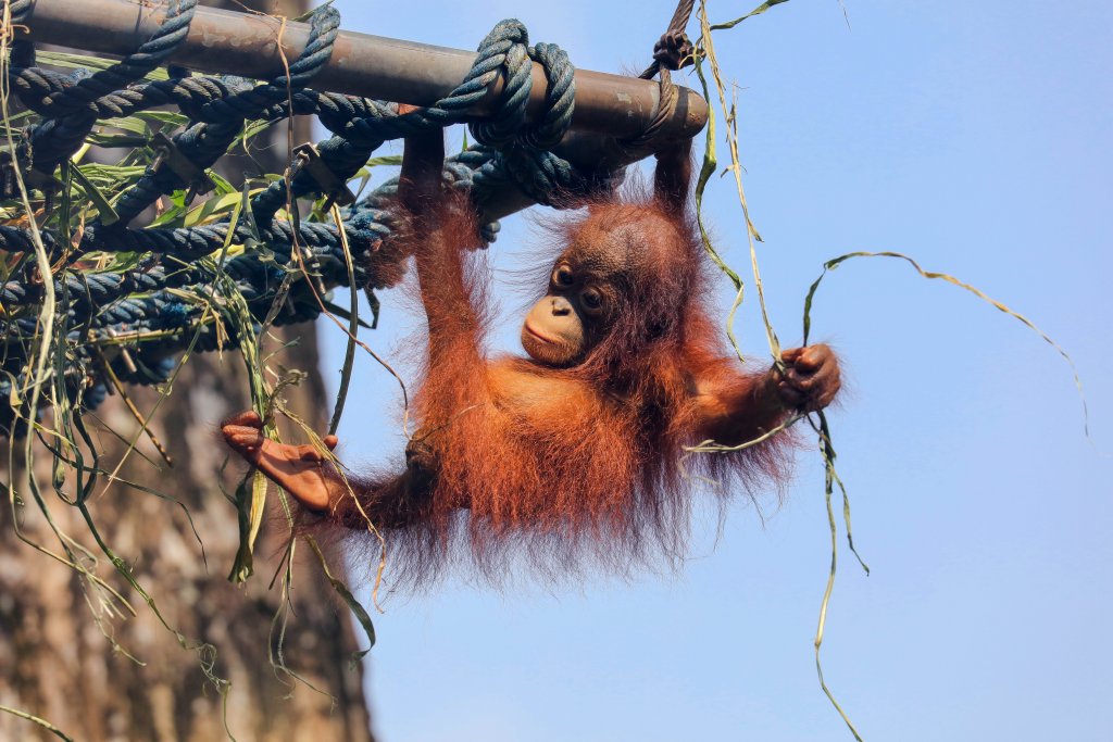 Orangutan