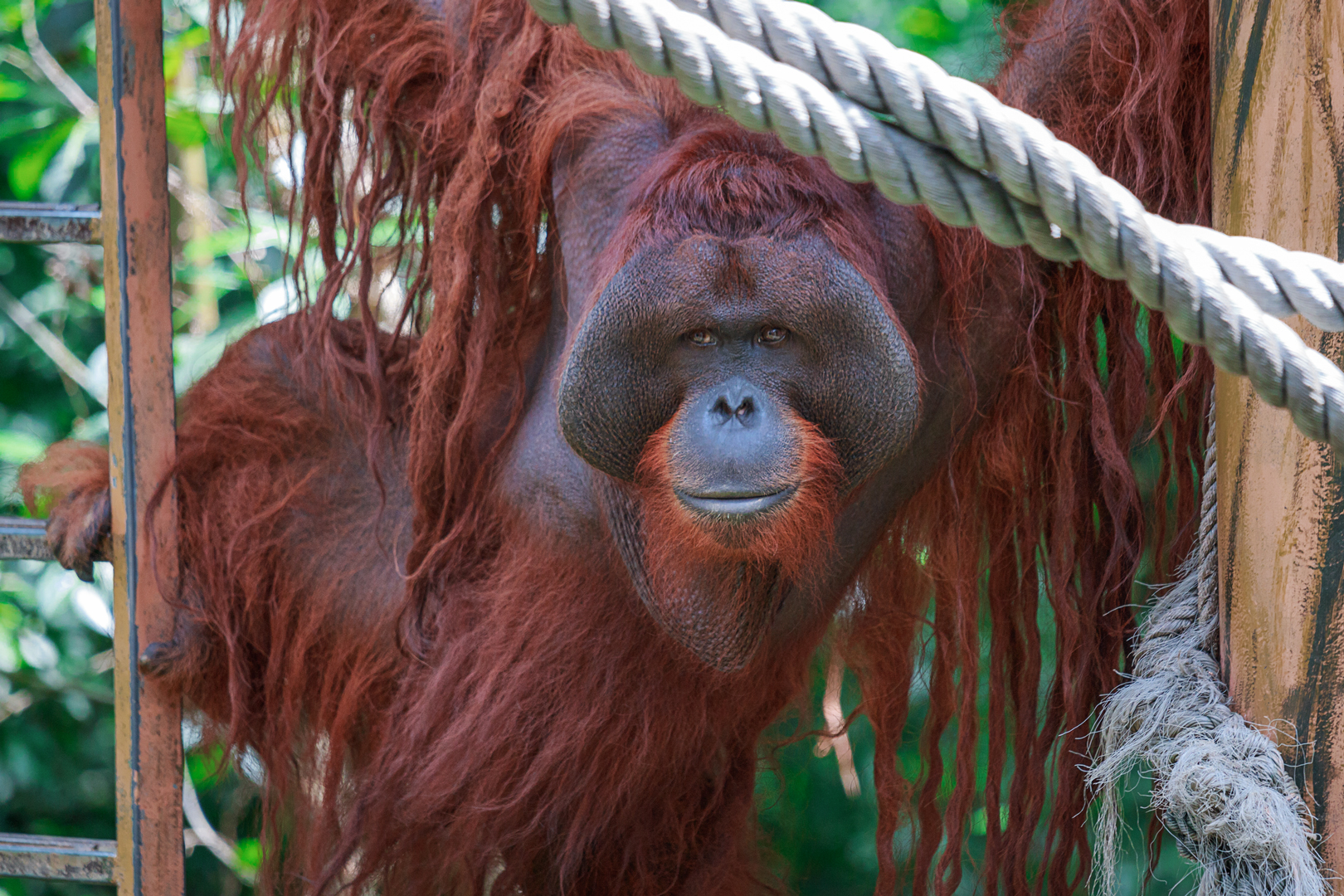 Orangutan