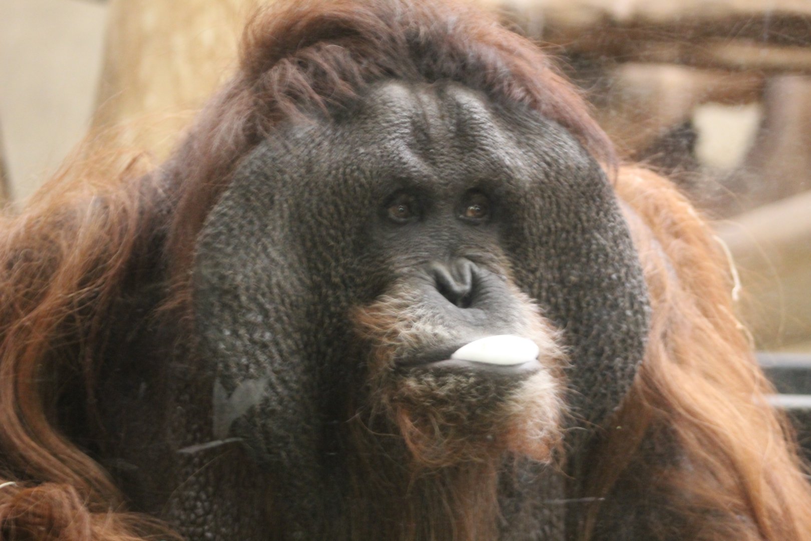 Orangutan