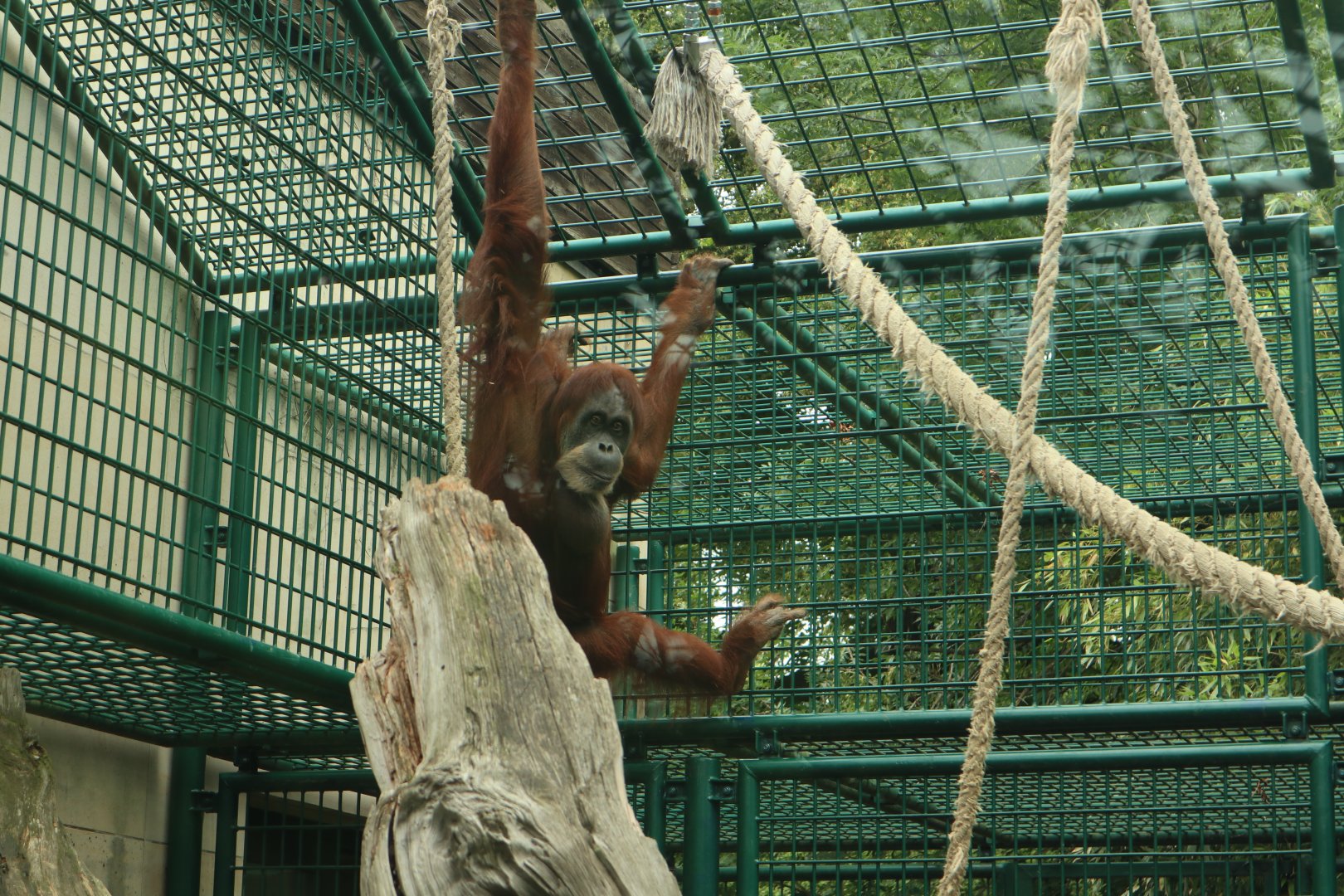 Orangutan