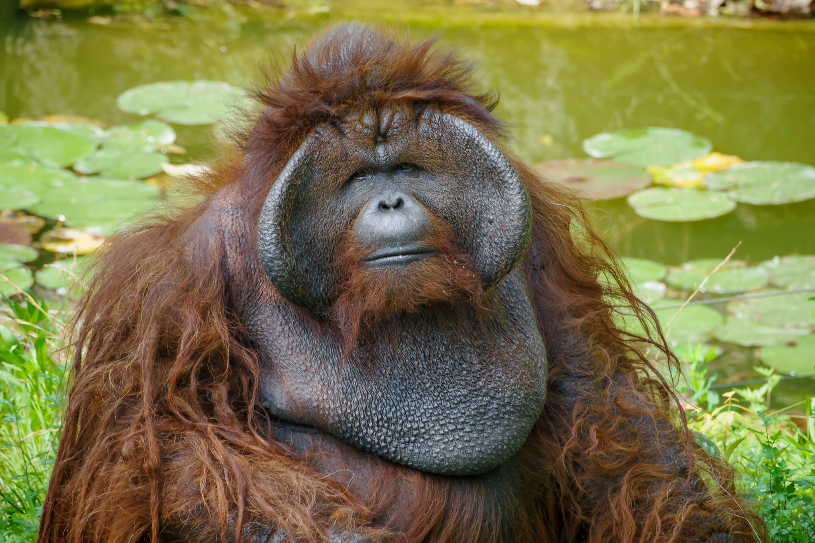 Orangutan