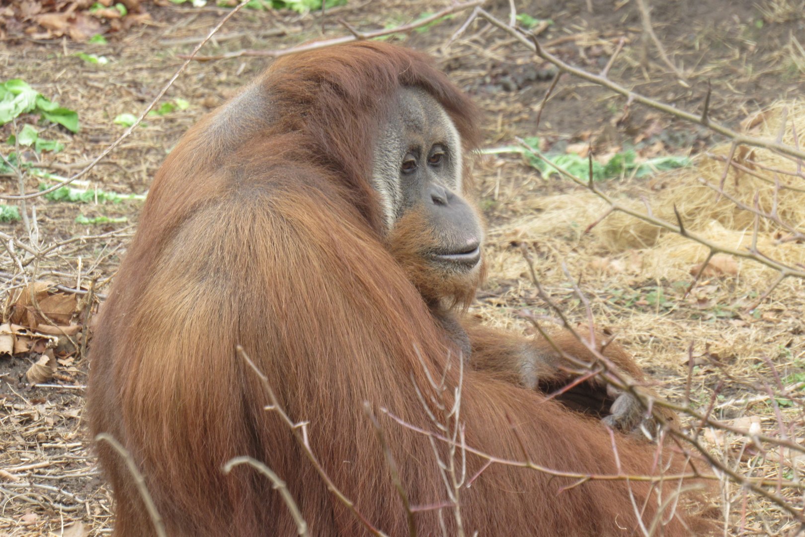 Orangutan