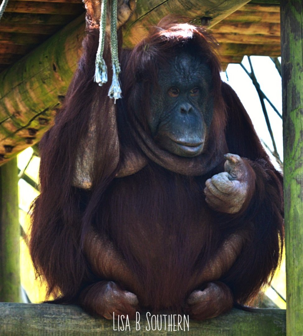 .:Orangutan:.
