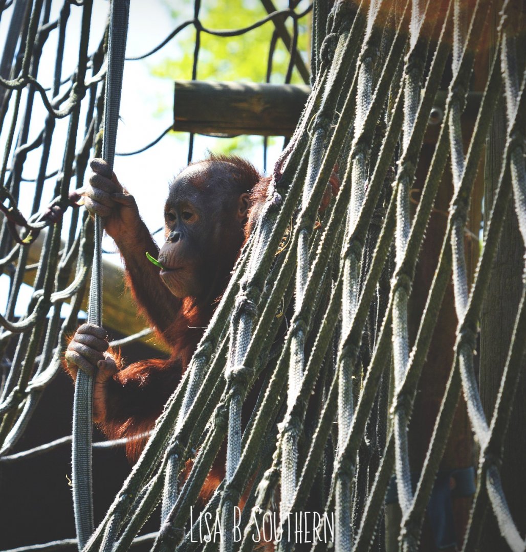 Orangutan