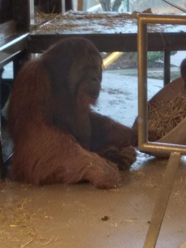Orangutan