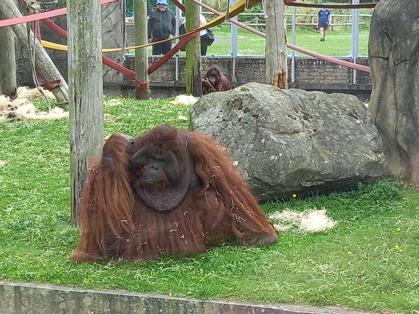 Orangutan