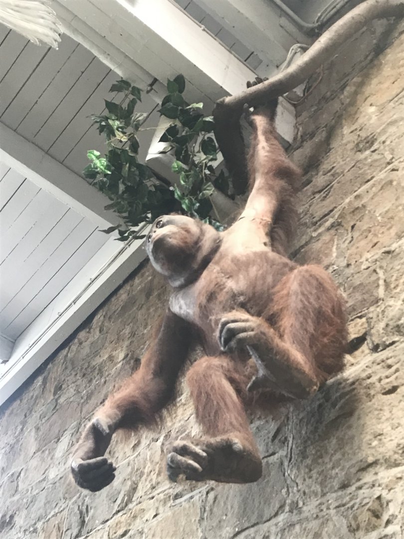 Orangutan