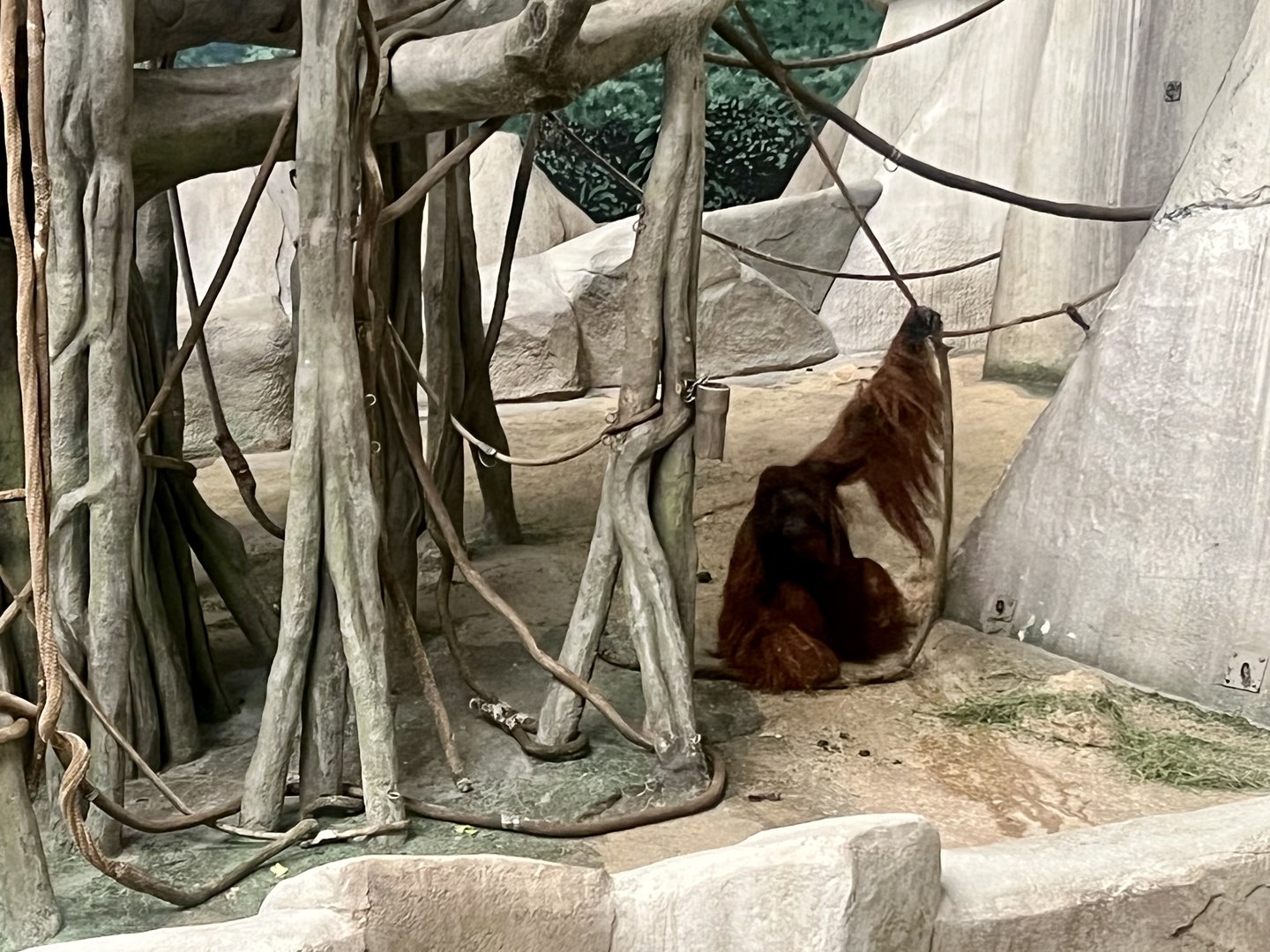 Orangutan