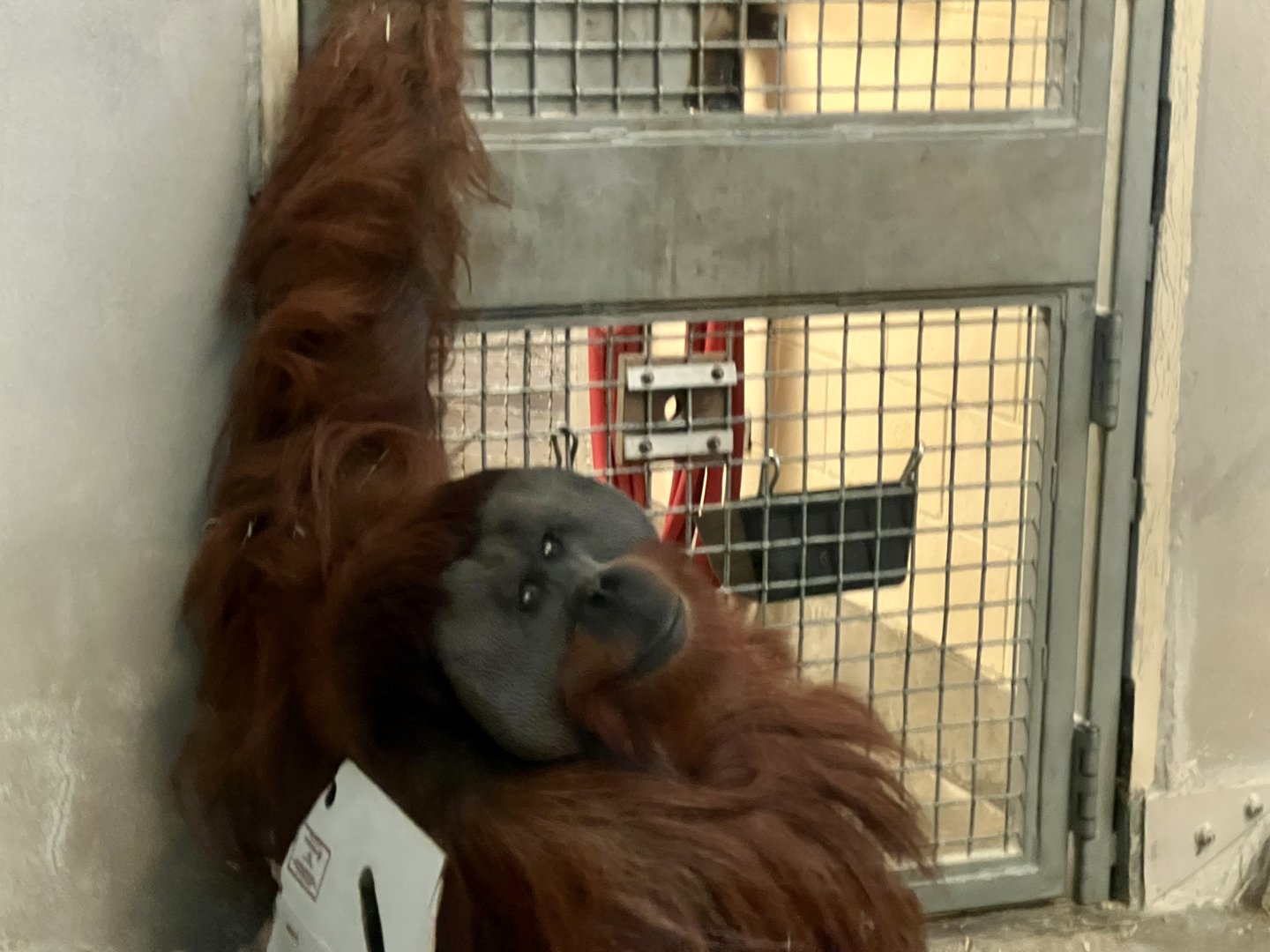 Orangutan