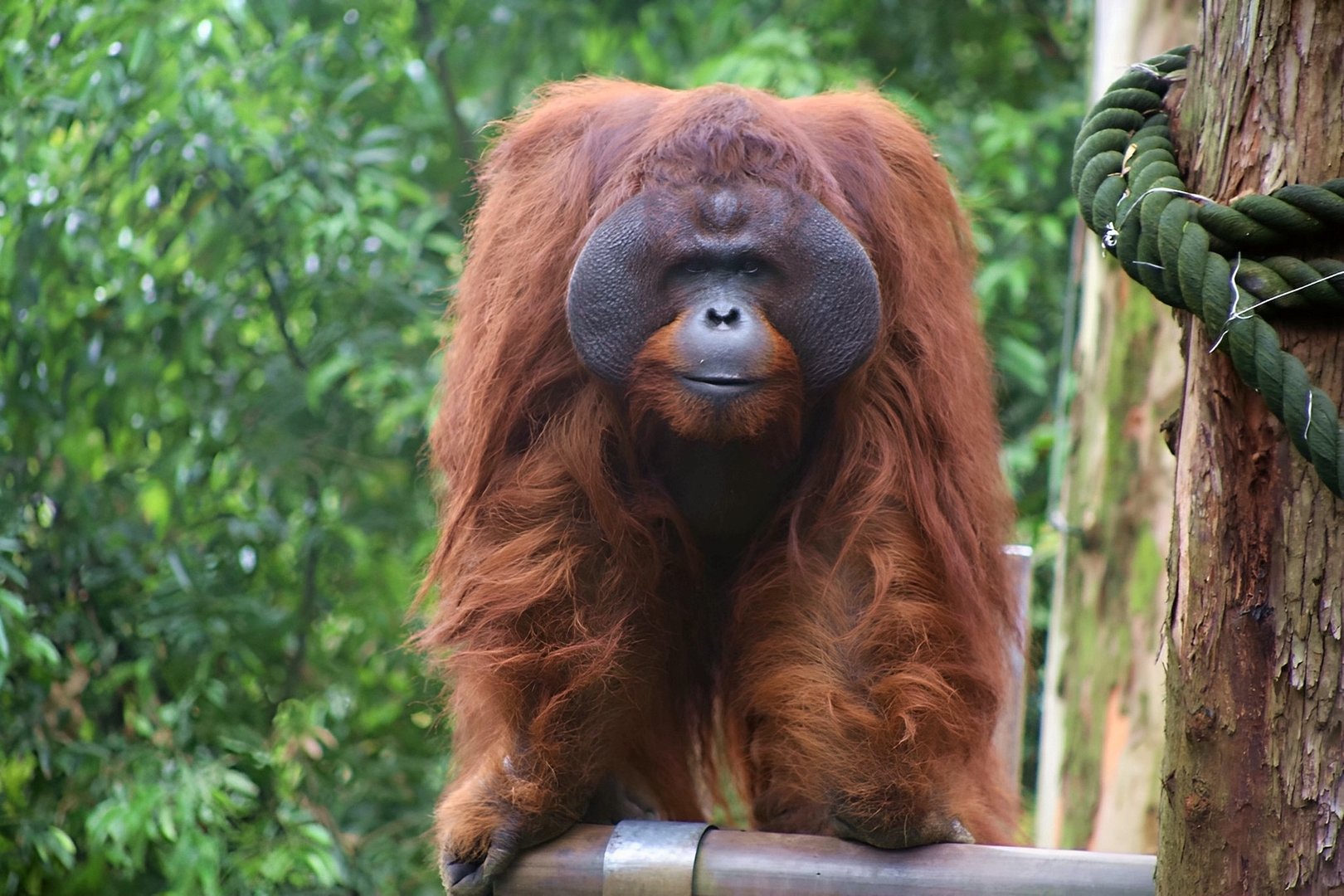 Orangutan