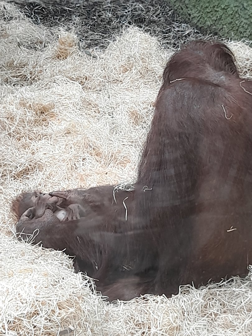Orangutan