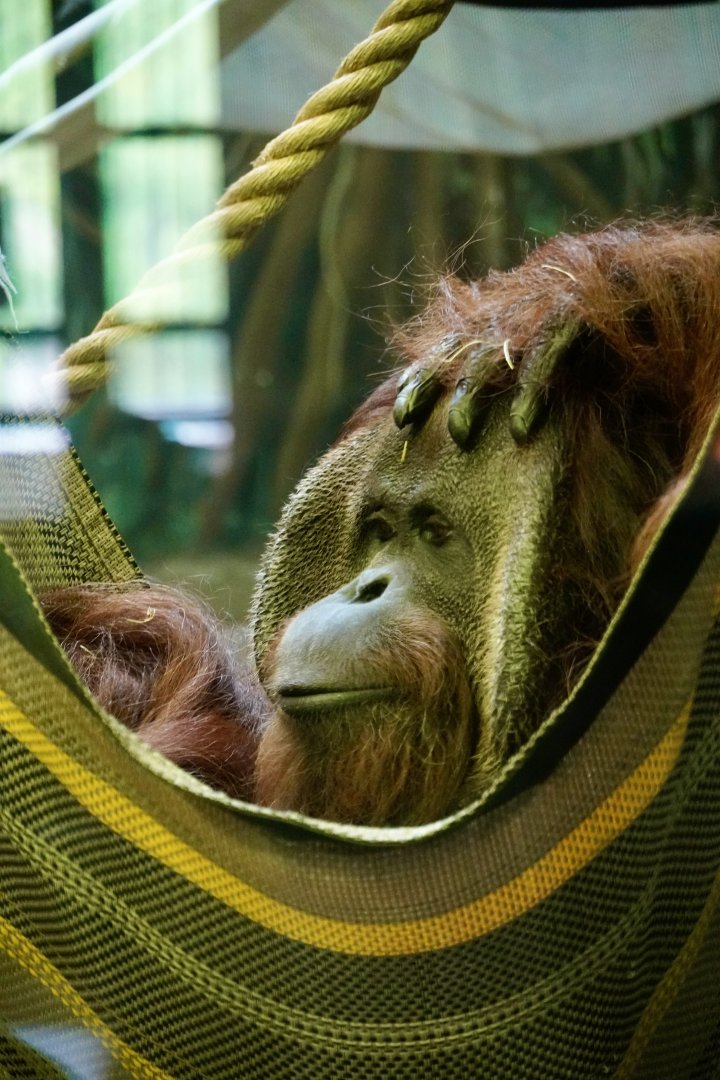Orangutan