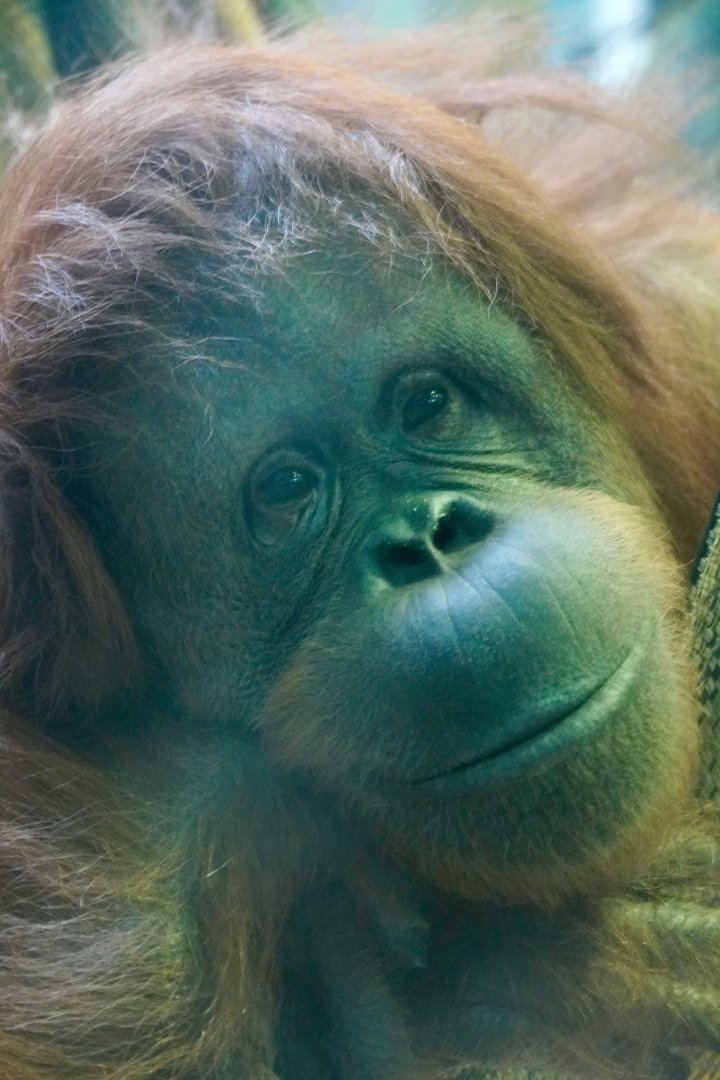 Orangutan