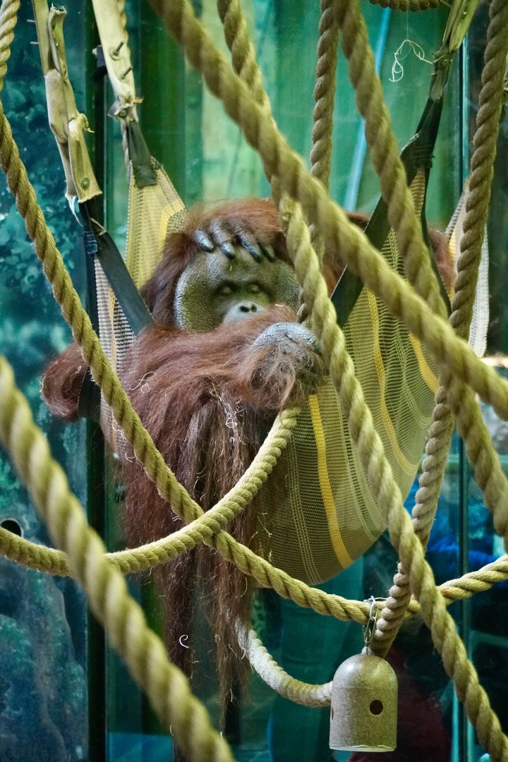 Orangutan