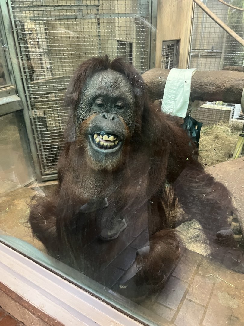 Orangutan