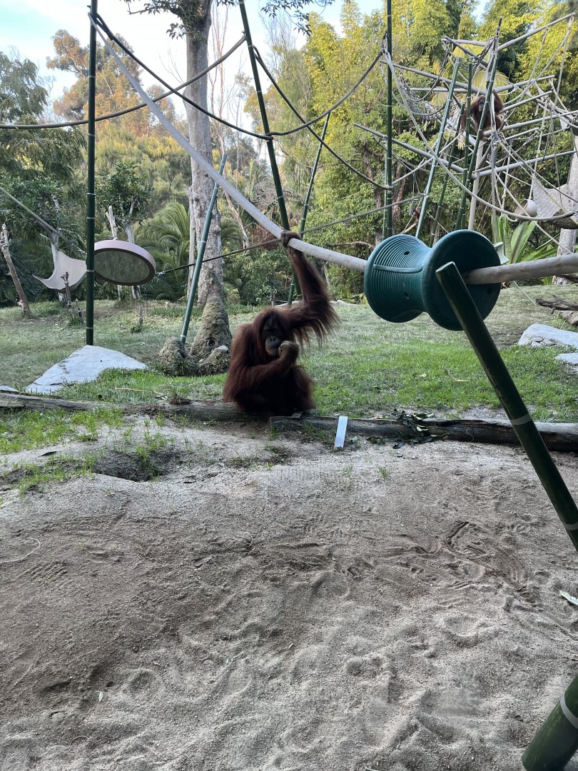 Orangutan