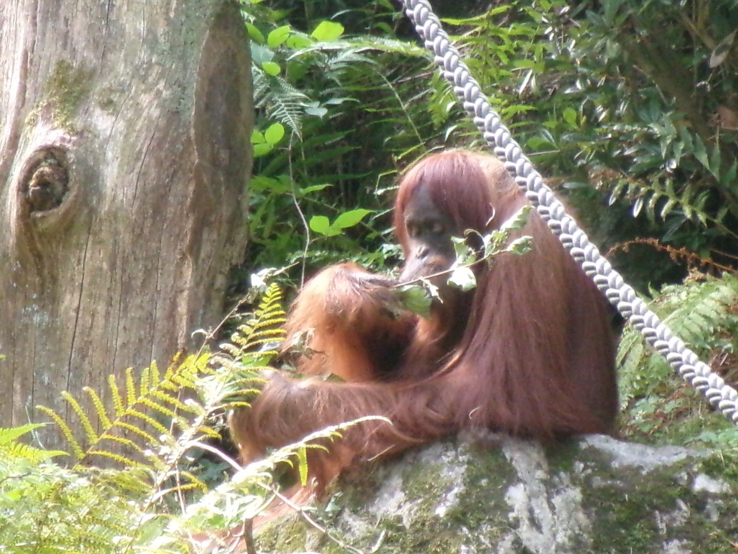 Orangutan