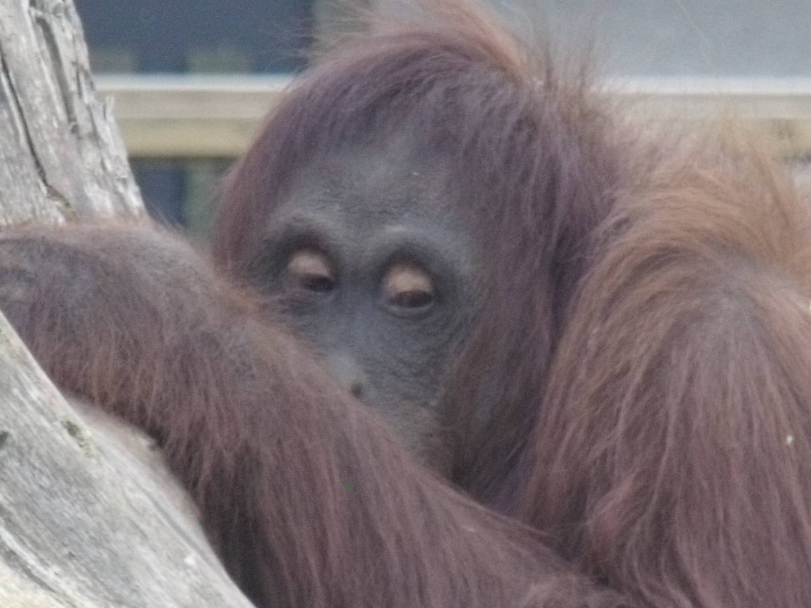 Orangutan