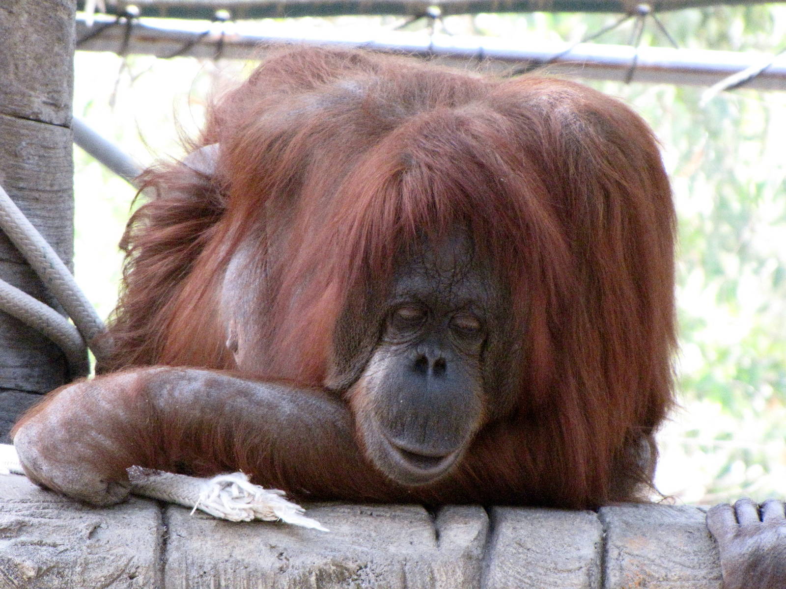 Orangutan