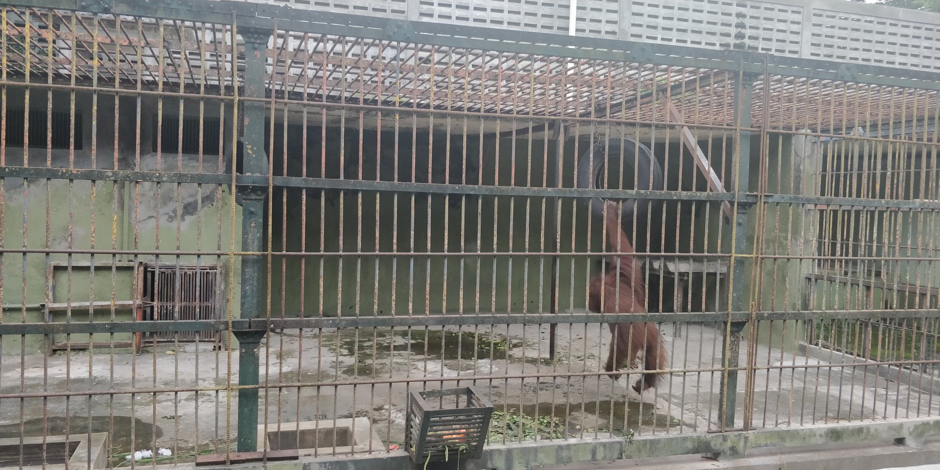 Orangutang enclosure