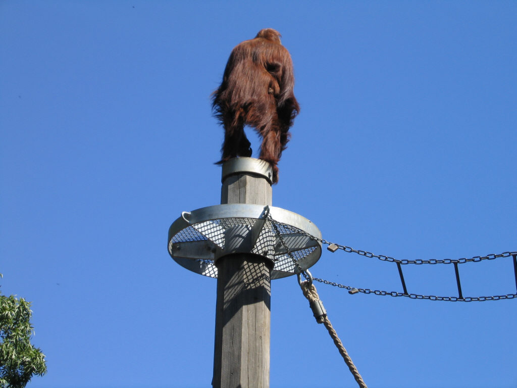 Orangutang - Melbourne Zoo