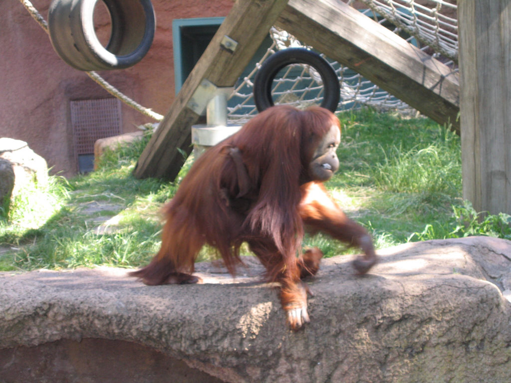 Orangutang - Melbourne Zoo