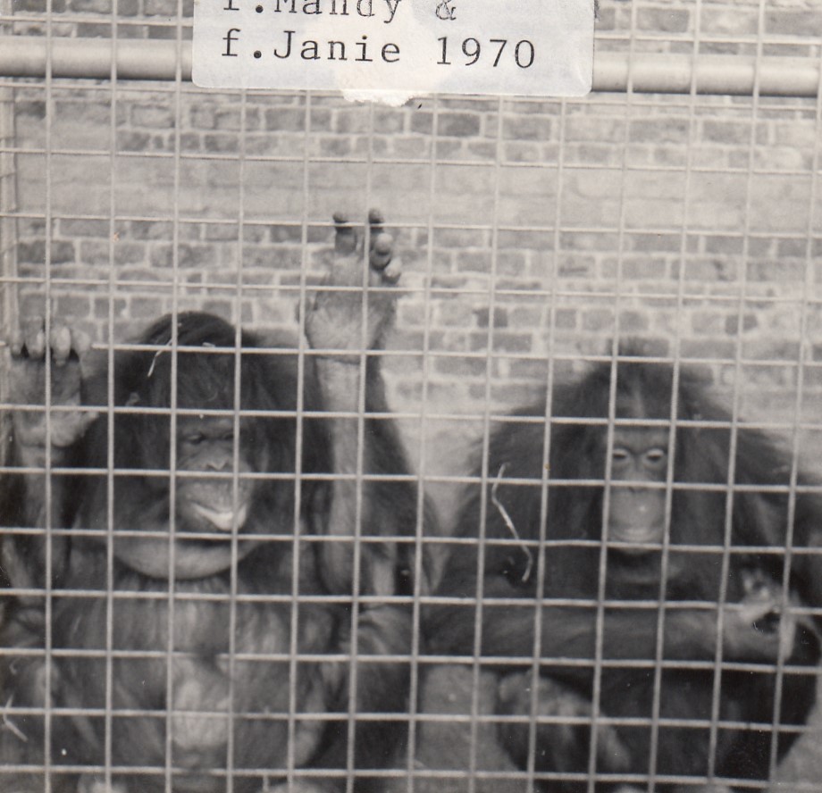 Orangutans, 1970