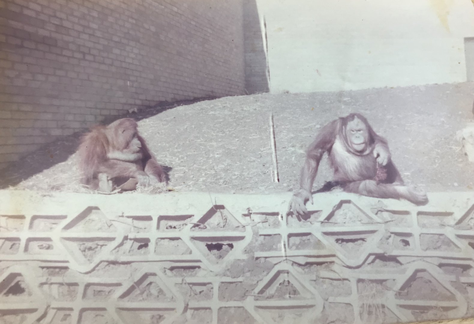 Orangutans 1983