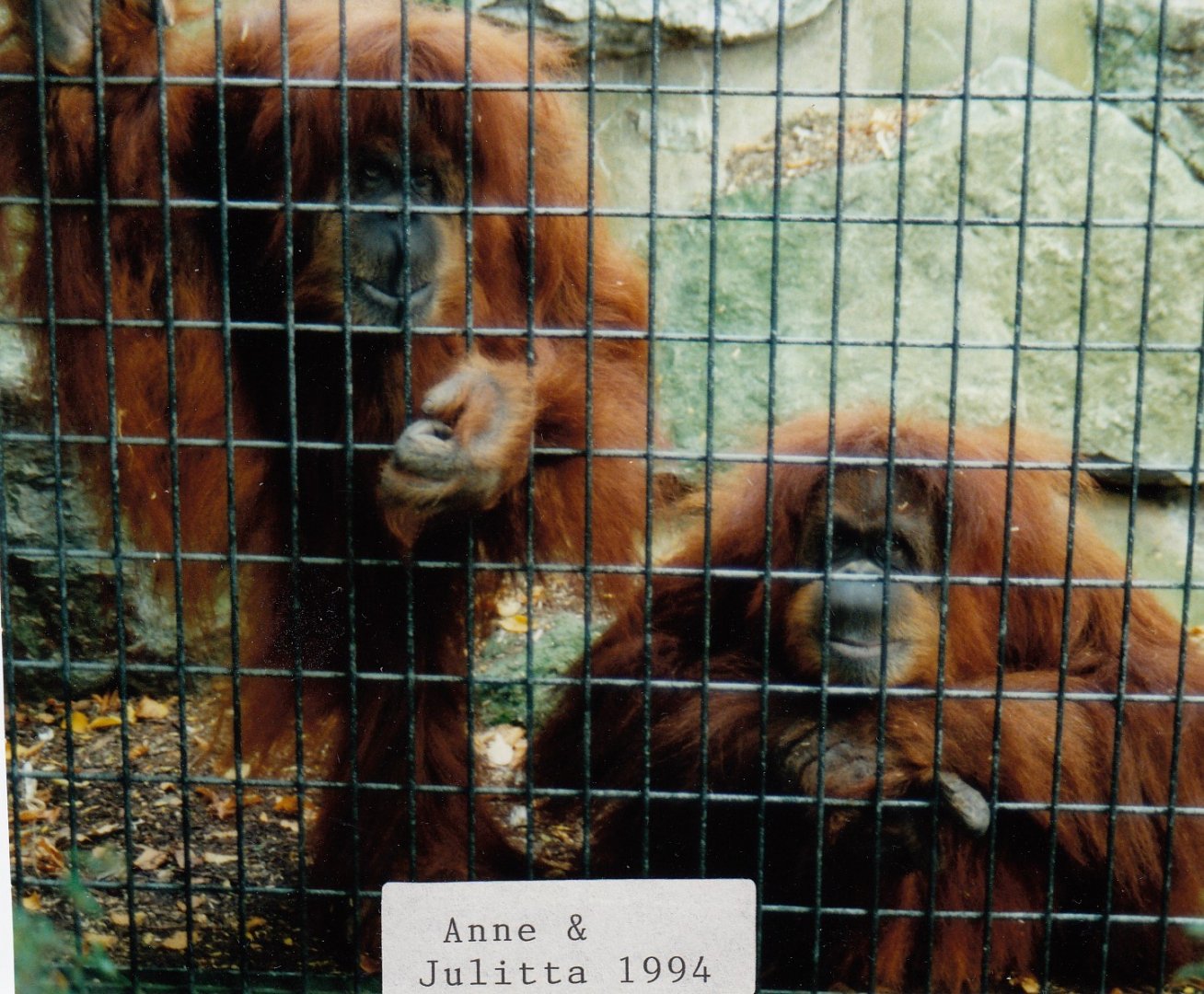 Orangutans, 1994