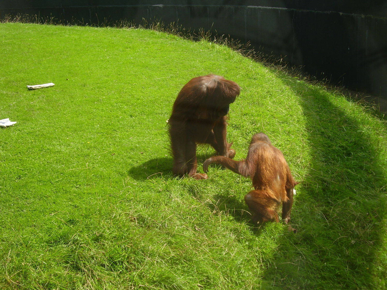 Orangutans - 2009