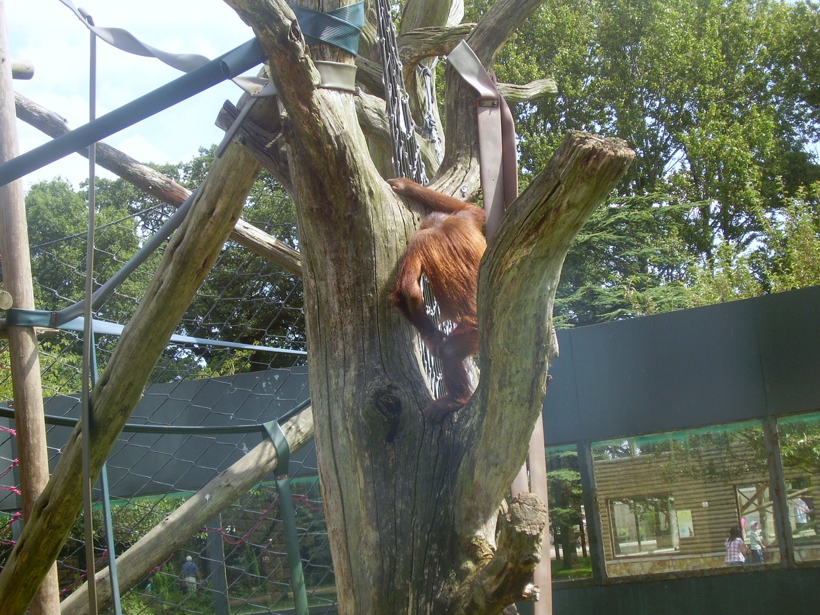 Orangutans - 2009