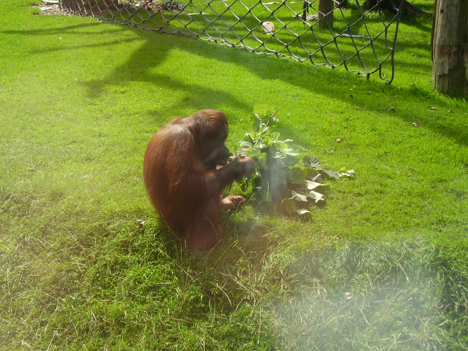 Orangutans - 2009
