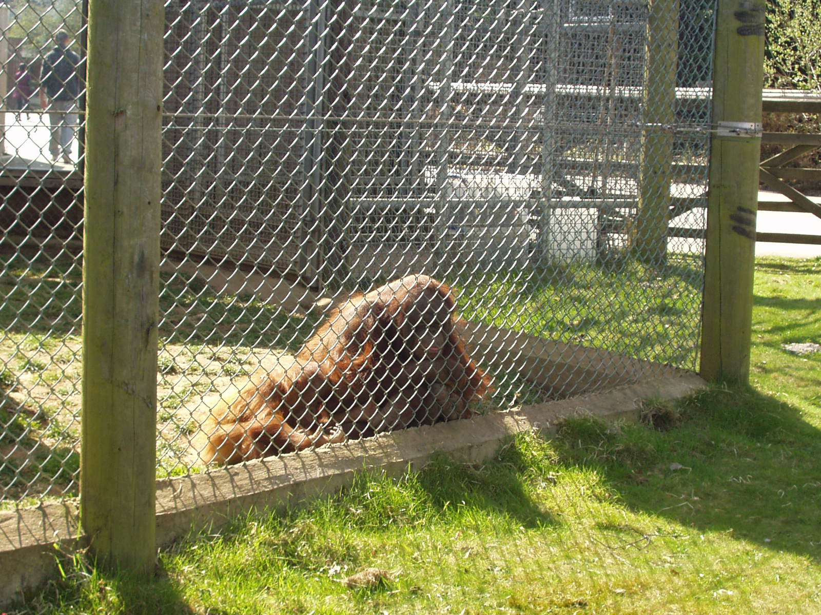 Orangutans 2nd April 2012
