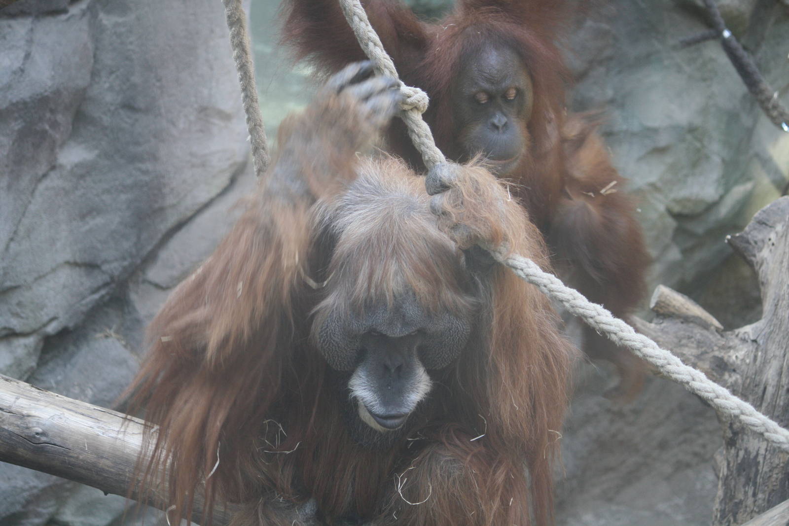 Orangutans - 4 June 2010