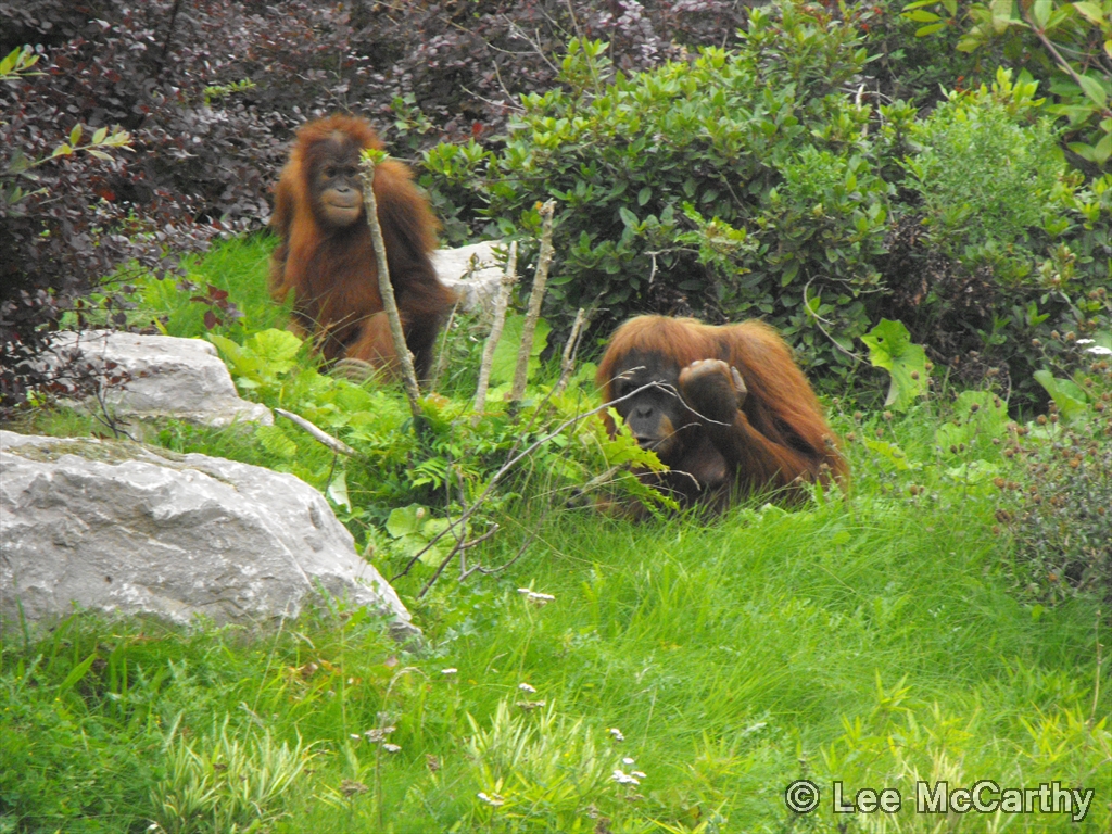 Orangutans 5th September 2010