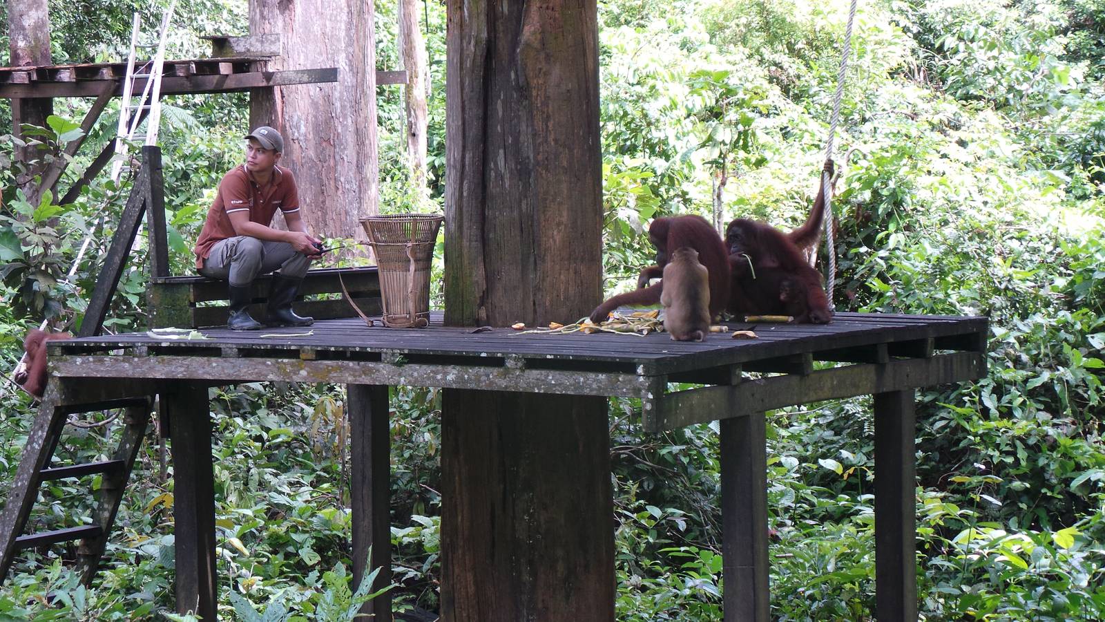 Orangutans and monkey feeding