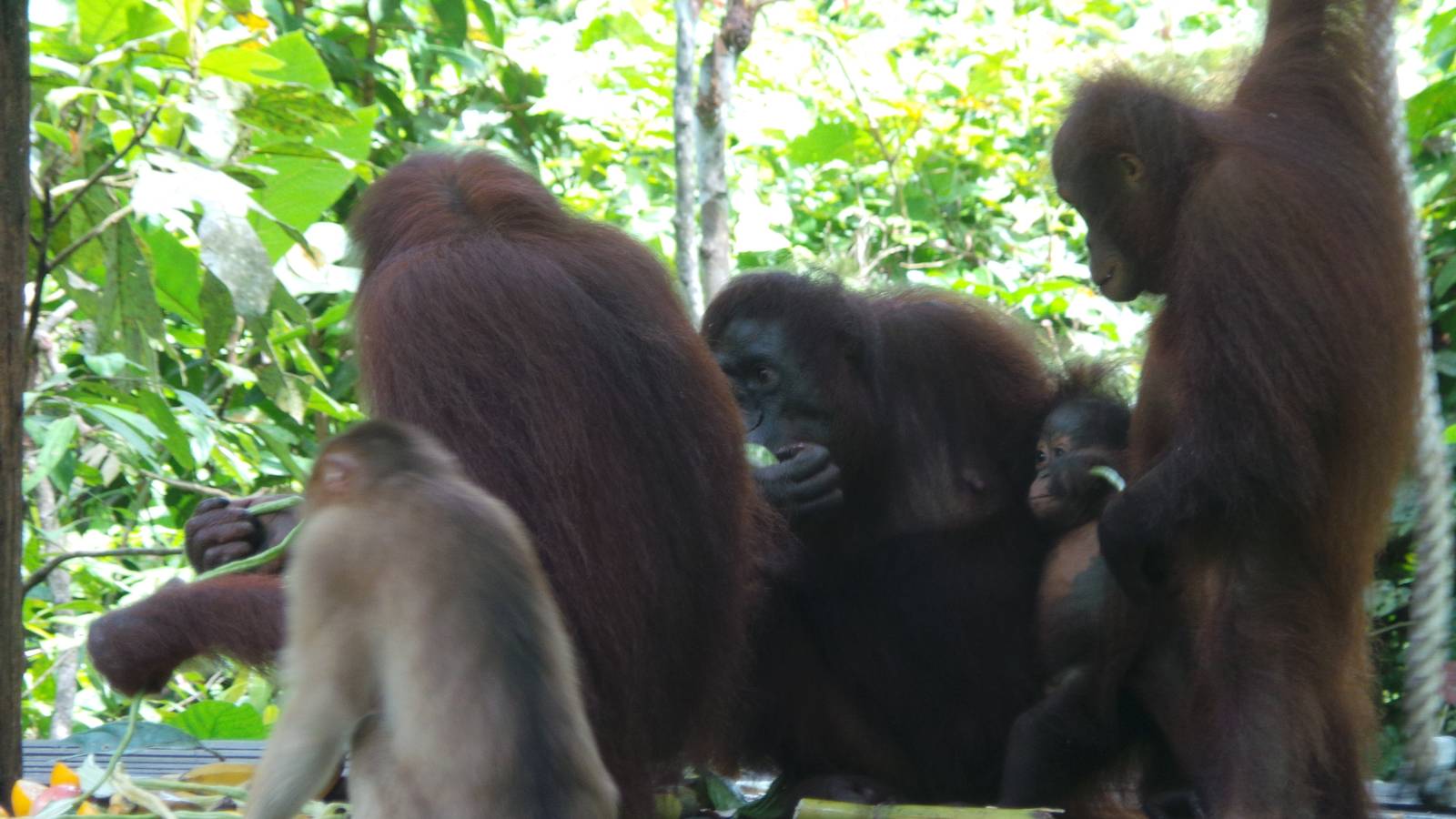 Orangutans and monkey feeding